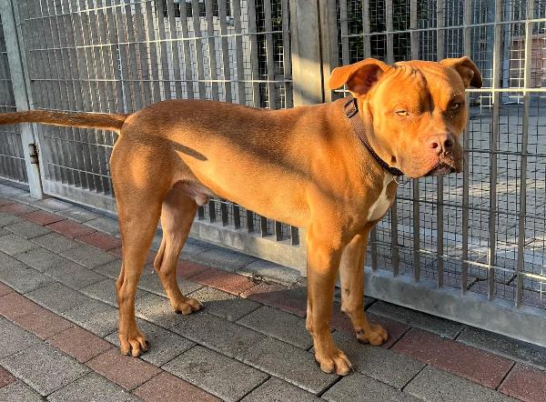 NILO OCCHI DI GIADA Foto 2